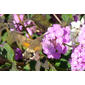 Mariposa-beija-flor // Hummingbird Hawk Moth (Macroglossum stellatarum)
