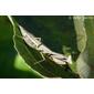 Louva-a-deus-de-asas-coloridas // Mediterranean Mantis (Iris oratoria), female
