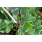 Louva-a-deus-do-corno // Mantis Palo (Empusa pennata)