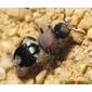 Formiga // Velvet Ant (Ronisia barbarula)
