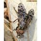 Mosca da família Platystomatidae // Picture-winged Fly (Platystoma cf. lugubre)