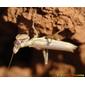 Louva-a-deus // European Dwarf Mantis (Ameles spallanzania), male