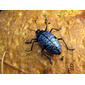 Pleasing Fungus Beetle on Mushroom