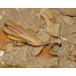 Louva-a-deus-de-asas-coloridas // Mediterranean Mantis (Iris oratoria), male