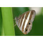 Two-banded Satyr (Pareuptychia ocirrhoe ocirrhoe)