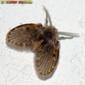 Mosca // Moth Fly (Clogmia albipunctata)