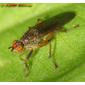 Mosca da família Scathophagidae // Fly (Scathophaga lutaria)