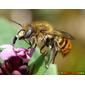 Abelha // Mason Bee (Osmia aurulenta), male