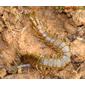 Centopeia // Centipede (Scolopendra oraniensis)