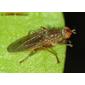 Mosca da família Scathophagidae // Fly (Scathophaga lutaria)
