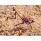 Louva-a-deus-do-corno // Mantis Palo (Empusa pennata)