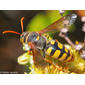 Vespa // Wasp (Stizus ruficornis)