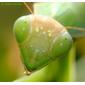 Louva-a-deus // Praying Mantis (Mantis religiosa)