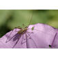 Katydid (Phaneroptera sp.), nymph