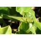 Gafanhoto-verde ou Fanelóptera // Sickle-bearing Bush-cricket (Phaneroptera falcata), female