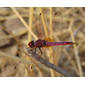 Libelinha // Violet Dropwing (Trithemis annulata), male