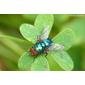 Mosca da família Calliphoridae // Blow Fly (Lucilia illustris)