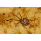 Aranha da família Theridiidae // Spider (Steatoda grossa), male, female nymph
