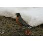 Turdus migratorius (American Robin)