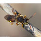 Abelha // Cuckoo Bee (Nomada cf. lathburiana), male