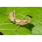 Louva-a-deus // European Dwarf Mantis (Ameles spallanzania)