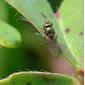 Mosca da família Ephydridae // Brine Fly (Ditrichophora sp.)