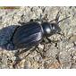 Escaravelho // Beetle (Pimelia costata)