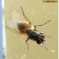 Mosca da família Fanniidae // Little House Fly (Fannia canicularis), female