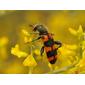 Trichodes leucopsideus