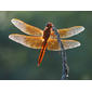 Flame Skimmer