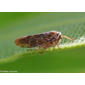 Cigarrinha // Leafhopper (Allygidius sp.)