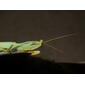 Mantidae>Hierodula? Giant Rainforest Mantis DSCF3301