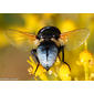 Mosca // Tachinid Fly (Elomya lateralis), female