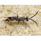 Vespa // Spider Wasp (Pompilus cinereus), male