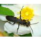 Vespa // Wasp (Pompilidae)