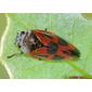 Percevejo // Bug (Haematoloma dorsata)