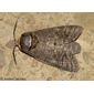Borboleta Noturna // Goat Moth (Cossus cossus)