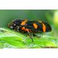 Percevejo // Bug (Cosmoscarta thalia)