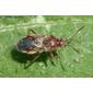 Percevejo // Hyaline Grass Bug (Liorhyssus hyalinus)