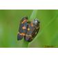 Percevejos // Bugs (Cosmoscarta thalia)