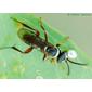 Vespa // Wasp (Ceropales sp.)