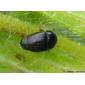 Escaravelho // Sap Beetle (Meligethes sp.)