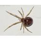 Falsa-viúva-triangulosa // Triangulate Cobweb Spider (Steatoda triangulosa), female