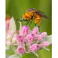 Bee Fly (Bombyliidae, Toxophora leucopyga) on Camphorweed (Pluchea sp.)