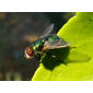 Mosca da família Calliphoridae // Hairy Maggot Blow Fly (Chrysomya albiceps)