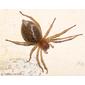 Aranha // Stout Sac Spider (Cheiracanthium sp.), female