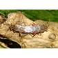 Percevejos acasalando // Hyaline Grass Bugs mating (Liorhyssus hyalinus)