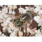 Mosca // Fly (Terellia cf. serratulae), male