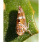 Cigarrinha // Leafhopper (Stegelytra sp.)