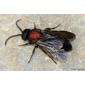 Formiga // Velvet Ant (Mutilla europaea), male